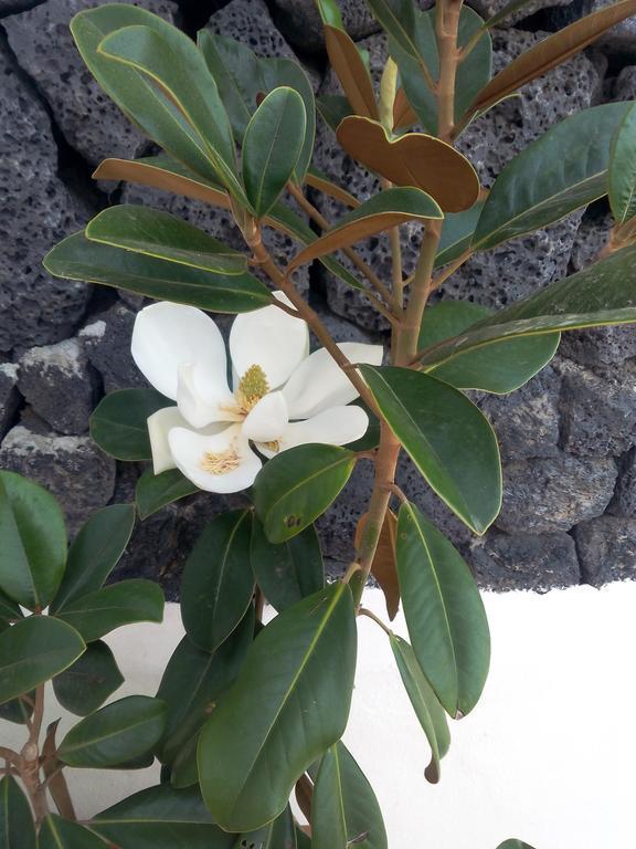 Mozaga Finca La Rubina المظهر الخارجي الصورة
